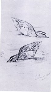 Garganey feeding by Archibald Thorburn